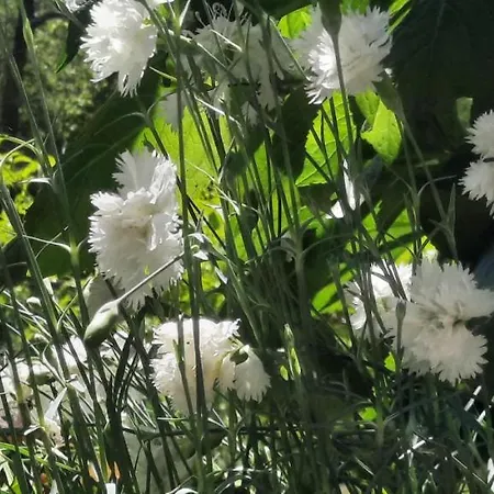 Vecchio Mulino Fontona Girasole